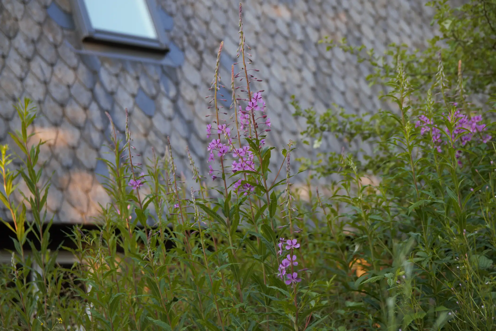 Cottage for 5 people in La Roche-en-Ardenne Le Chalet Pointu du Bout du Monde